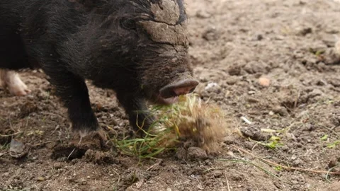 Piglets Stock Footage 345508412