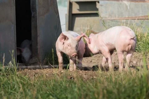 Piglets in free-range management in front of their hut Stock Photos
