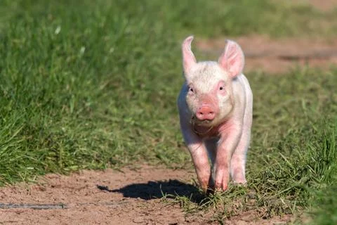 Piglets in a free-range management Stock Photos