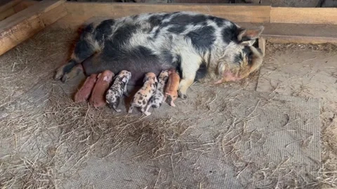 Piglets Get Pushy When It's Time to Eat, Izard County, Arkansas, USA Stock Footage 205429114