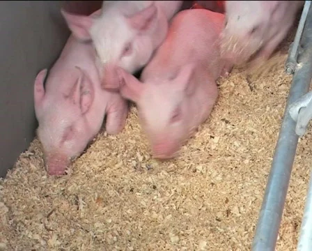 Piglets I Video stock 84936
