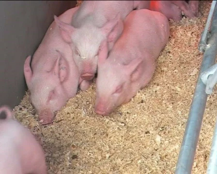 Piglets II Video stock 84933