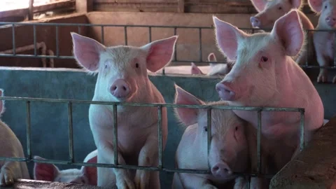 Piglets Inside Farm Pen Vidéo 333897812