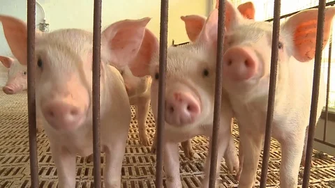 Piglets interacting 库存影片 91110177