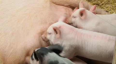 Piglets with mother Stock Footage 51169757