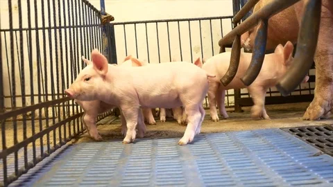 Piglets with mother Video stock 80816300