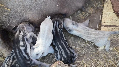 Piglets Nursing and Oinking Stock Footage 86327780