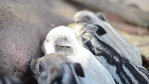 Piglets Nursing and Oinking II Stock Footage 86327782