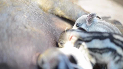 Piglets Nursing and Oinking III Stock Footage 86327747