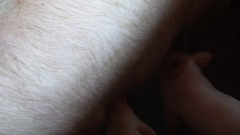 Piglets nursing from sow Stockbeeldmateriaal 333898308