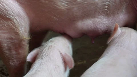 Piglets nursing from sow Vídeos de archivo 333898511