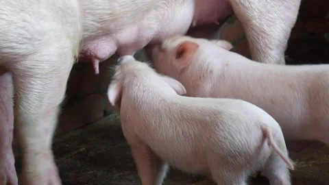 Piglets Nursing from Sow 스톡 동영상 333898548