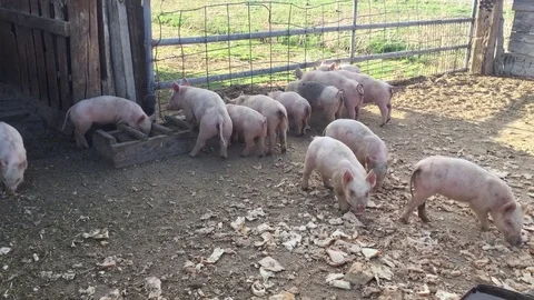 Piglets in a pen, feeding HD Stock Footage 73710125