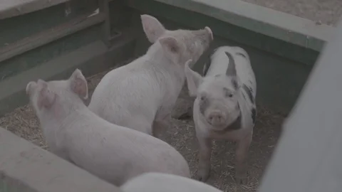 Piglets in a pen (ungraded) Stock Footage 104231380