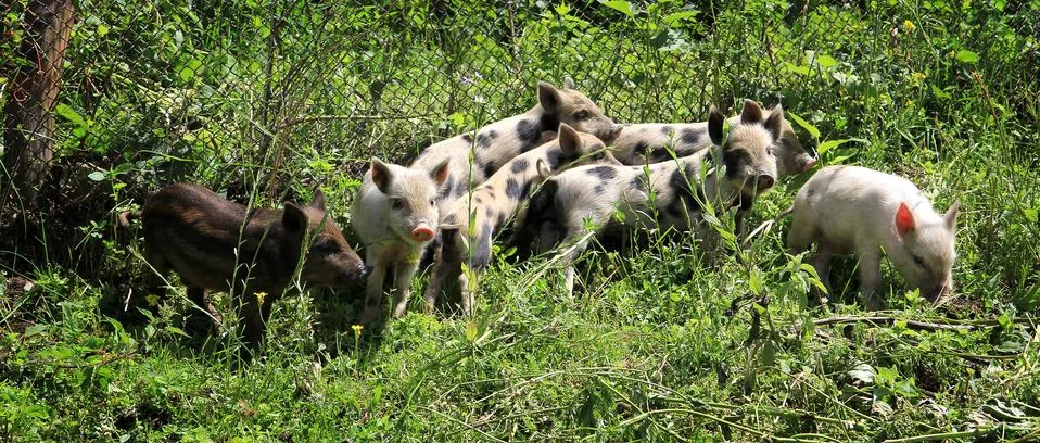 Piglets Stock Photos