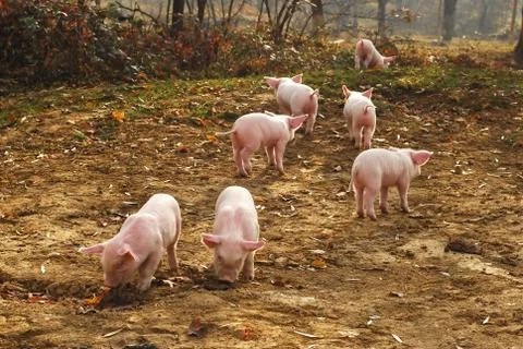 Piglets Stock Photos