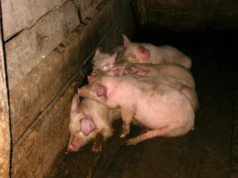 Piglets Stock Photos