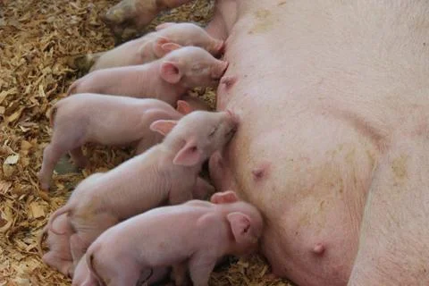 Piglets Stock Photos