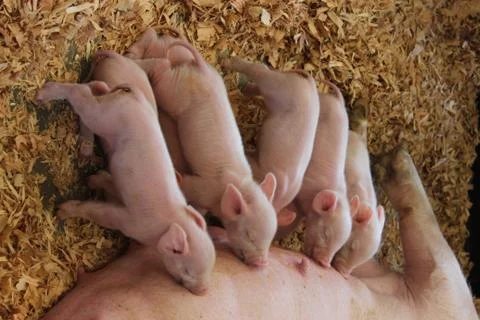 Piglets Stock Photos