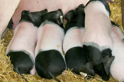 Piglets Stock Photos
