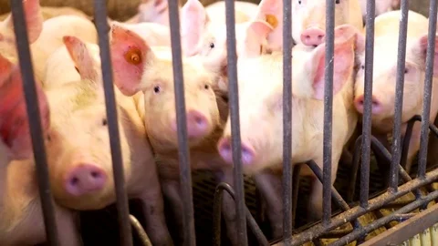Piglets at pig farm Video stock 80559129