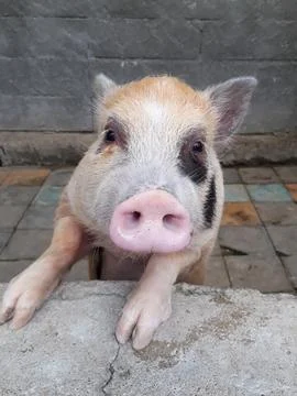 Piglets, Piggy Stock Photos