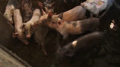 Piglets in pigpen Stock-Footage 54363578
