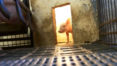 Piglets in pigpen Stock Footage 80706362