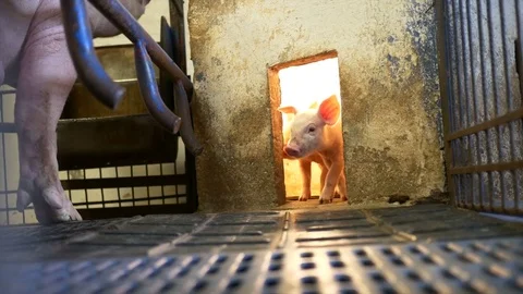 Piglets in pigpen Stock Footage 80814881