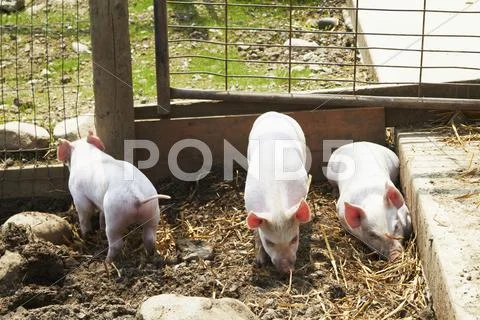 Piglets in pigpen Stock Photos