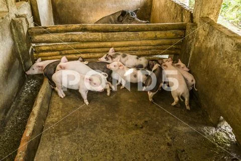 Piglets in pigpen Stock Photos