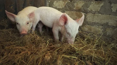 Piglets. Pink piglets rummage through the straw in search of food. Stock Footage 149241715