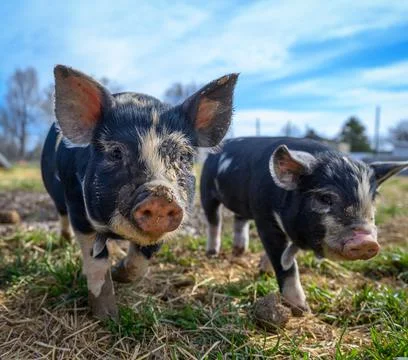 Piglets playing on the farm Stock Photos