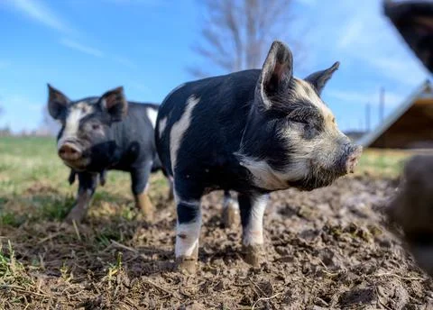 Piglets playing on the farm Stock Photos