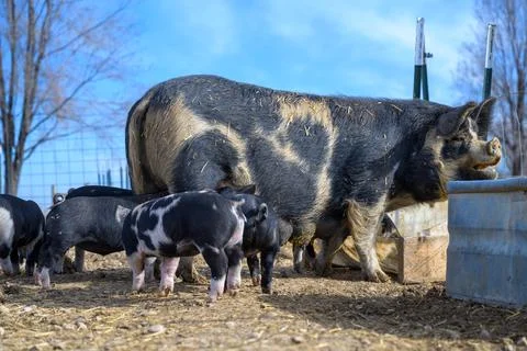 Piglets playing on the farm Stock Photos