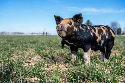 Piglets playing on the farm Stock Photos
