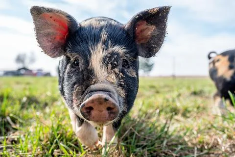 Piglets playing on the farm Stock Photos