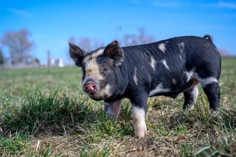 Piglets playing on the farm Stock Photos