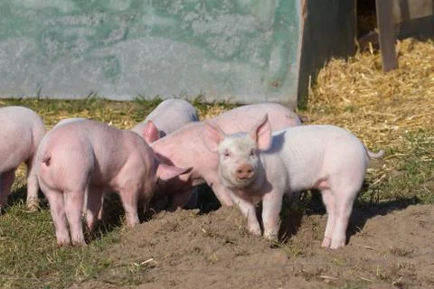 Piglets playing in the sun in front of their stall Stock Photos