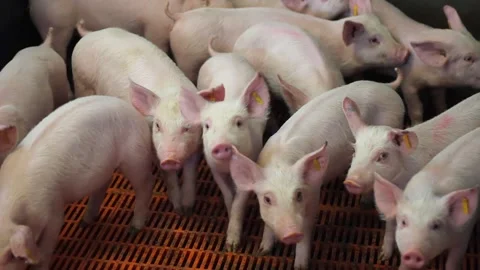 Piglets in the pork farm - close up Stock Footage 248071173