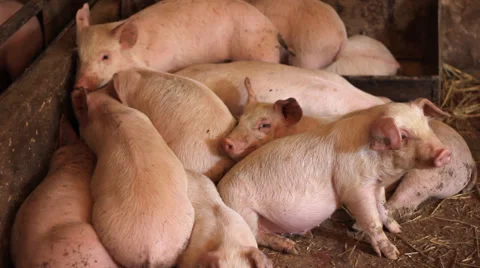 Piglets in pork farm Stock Footage 46103118