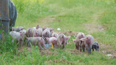 Piglets run after pig, breeding sow, sniff grass Stock Footage 196171843