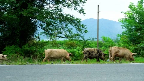 Piglets run after the pig, show breeding, sniff grass, the ground in meadow. Vidéo 163442054