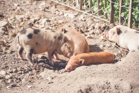 Piglets sleeping in a barnyard Stock Photos
