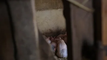 Piglets sleeping in a farm Stock Footage 86057754