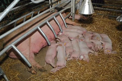 Piglets Sleeping Farm Stock-Fotos