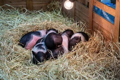 Piglets Sleeping in Hay Stock Photos