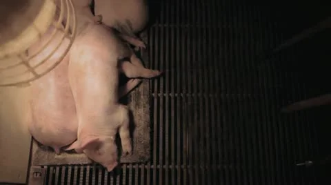 Piglets Sleeping Overhead Stock Footage 12379239