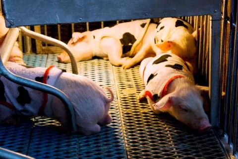 Piglets sleeping Stock Photos