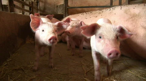 Piglets sniffing camera Stock Footage 847395